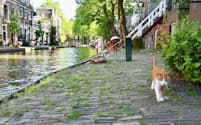 運河沿いを一緒に歩いてくれた白茶トラ猫（オランダ・ユトレヒト）