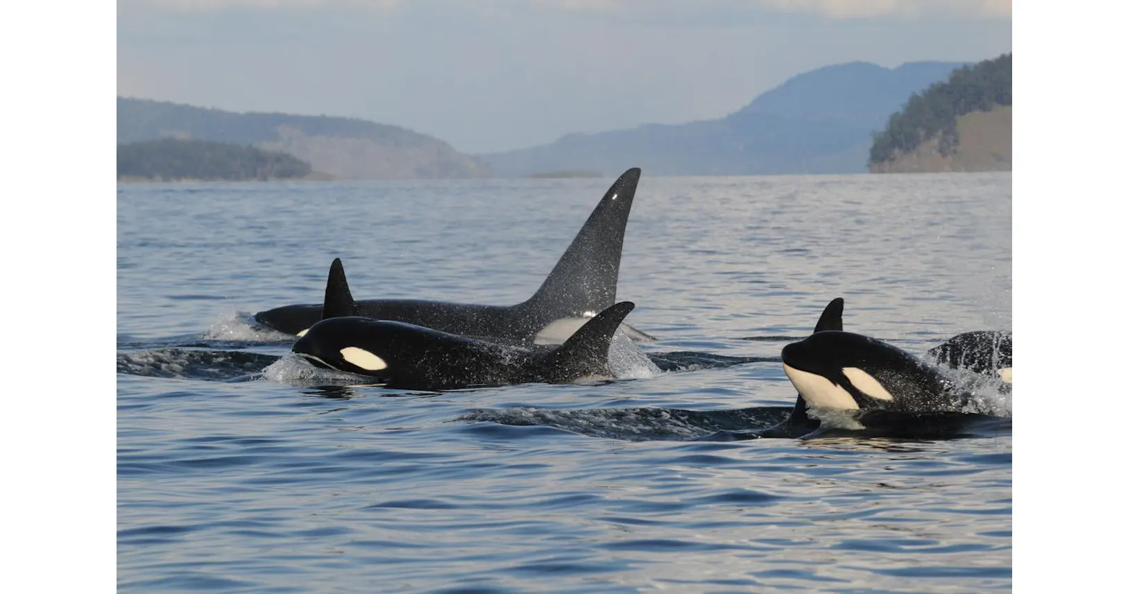 おばあちゃんシャチ 閉経して長生きは 孫のため Nikkei Style おばあちゃんシャチ 閉経して長生きは 孫のため Nikkei Style