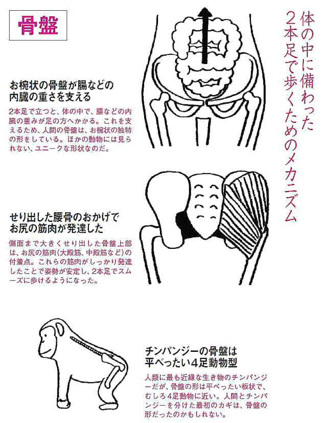 男と女の関係を変えた 直立姿勢 Nikkei Style