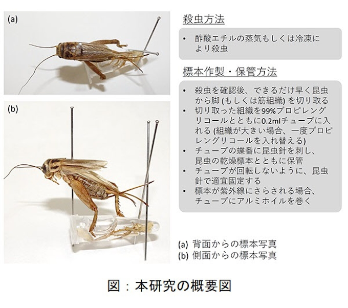 京大など 昆虫の乾燥標本で遺伝情報の劣化を防ぐ作製手法を開発 日本経済新聞