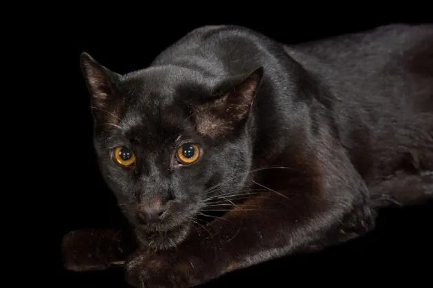 耳の裏の白い模様は 危険 のサイン 黒いネコは暗闇が苦手 驚きの新説が登場 Nikkei Style 耳の裏の白い模様は 危険 のサイン 黒いネコは暗闇が苦手 驚きの新説が登場 Nikkei Style