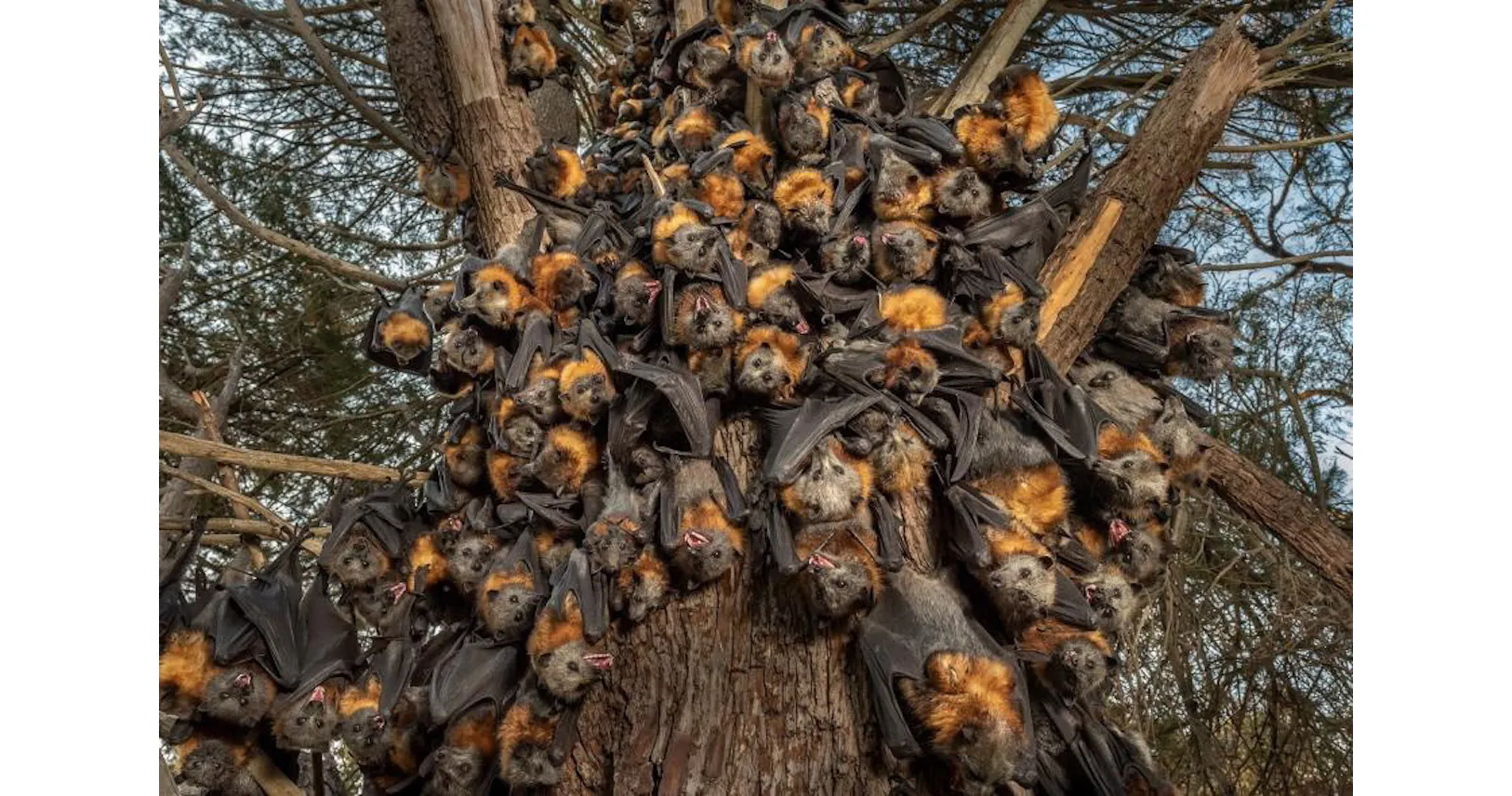 豪州熱波の悲劇 大量死するオオコウモリの親子たち Nikkei Style 豪州熱波の悲劇 大量死するオオコウモリの親子たち Nikkei Style