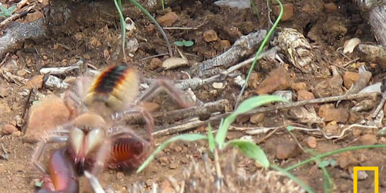 世界三大奇虫ヒヨケムシ 目にも止まらぬ超高速攻撃 Nikkei Style 世界三大奇虫ヒヨケムシ 目にも止まらぬ超高速攻撃 Nikkei Style