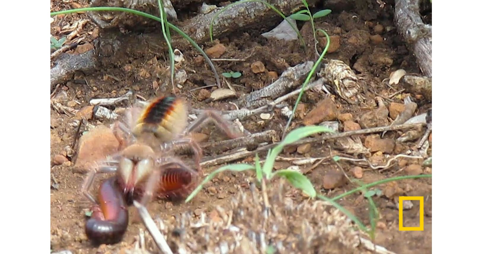 世界三大奇虫ヒヨケムシ 目にも止まらぬ超高速攻撃 Nikkei Style 世界三大奇虫ヒヨケムシ 目にも止まらぬ超高速攻撃 Nikkei Style