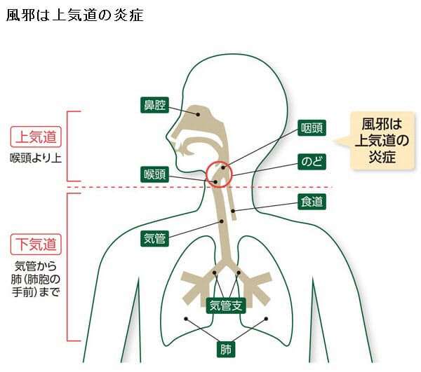 お酒を飲む人ほど風邪をひきにくい 3つの論文の答え Nikkei Style お酒を飲む人ほど風邪をひきにくい 3つの論文の答え Nikkei Style