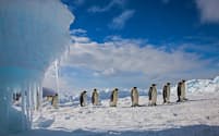 南極海の一部、ロス海に面したワシントン岬を行進するコウテイペンギン（PHOTOGRAPH BY PAUL NICKLEN, NAT GEO IMAGE COLLECTION）