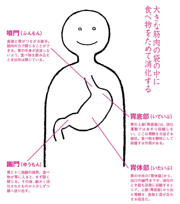 空腹のときにこそ胃は働く Nikkei Style 空腹のときにこそ胃は働く Nikkei Style