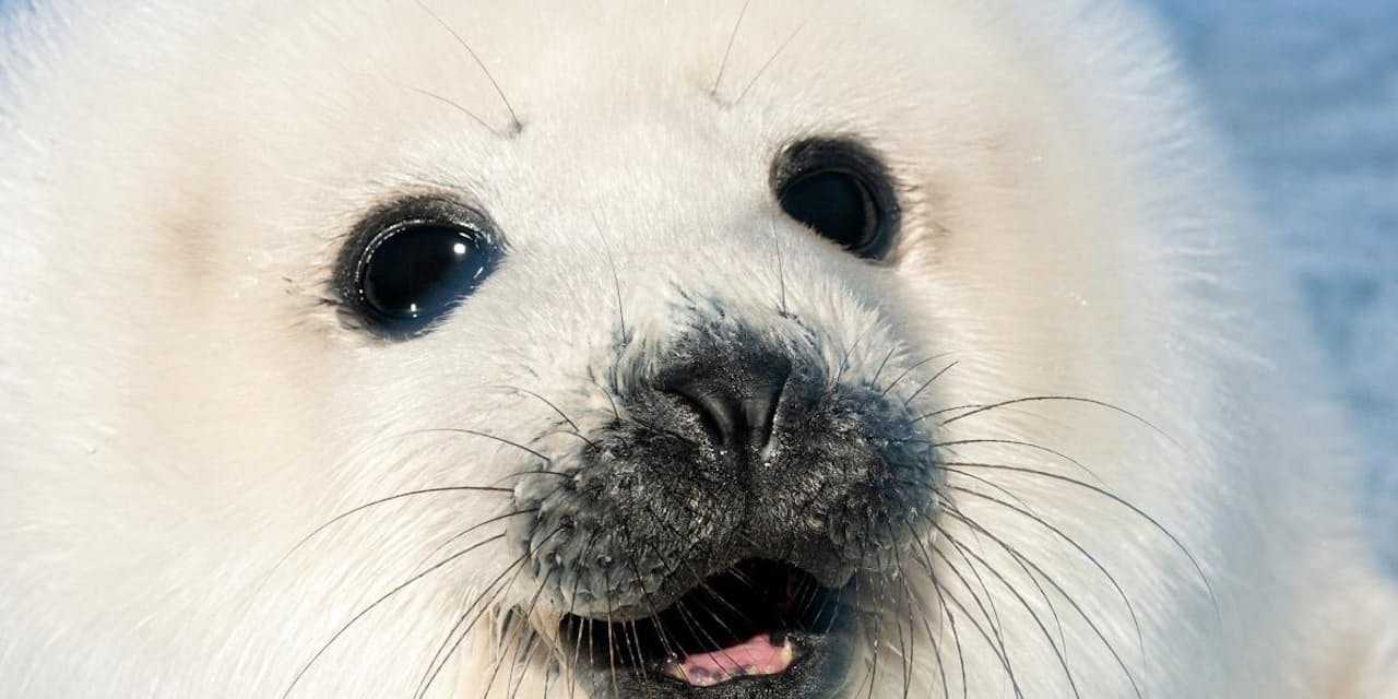 マドレーヌ諸島へのアクセス 地球最大級の愛らしさ アザラシの赤ちゃんに会える島 Nikkei Style マドレーヌ諸島へのアクセス 地球最大級の愛らしさ アザラシの赤ちゃんに会える島 Nikkei Style