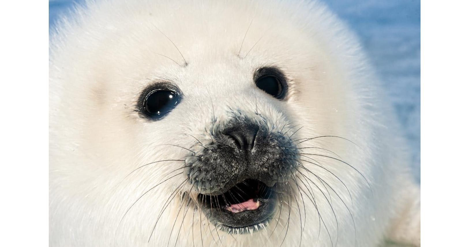 マドレーヌ諸島へのアクセス 地球最大級の愛らしさ アザラシの赤ちゃんに会える島 Nikkei Style マドレーヌ諸島へのアクセス 地球最大級の愛らしさ アザラシの赤ちゃんに会える島 Nikkei Style