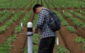センサーを埋め込み土壌などの状態を見ながらジャガイモを栽培する北海道農業研究センター（北海道芽室町の実験圃場）