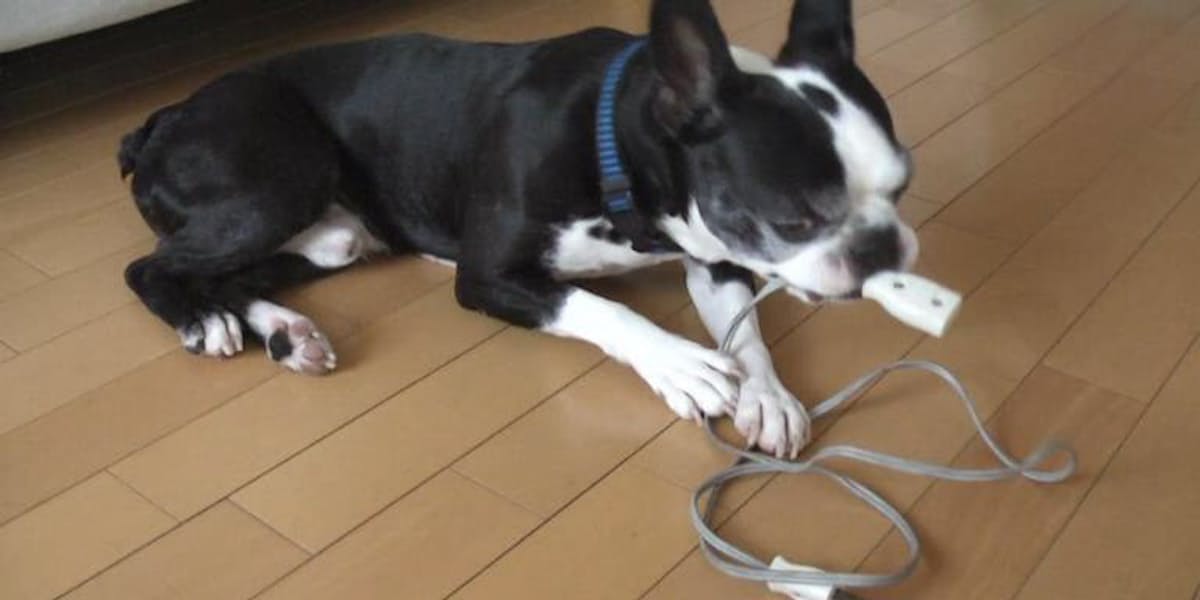 犬 コード かじる 防止 犬 コード かじる 防止