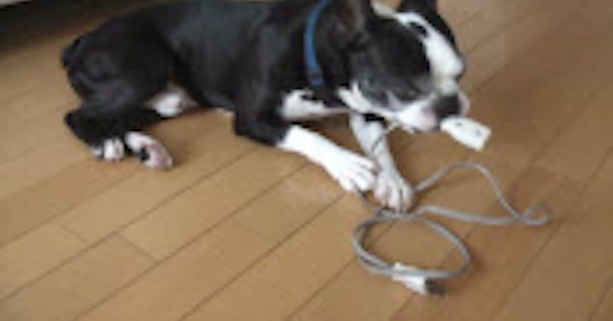 ペットが原因の発火事故 発生防止に向け注意喚起 日本経済新聞