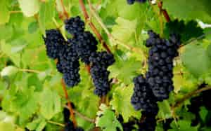 たわわに実るピノ・ノワール(丹波ワイン) たわわに実るピノ・ノワール(丹波ワイン)