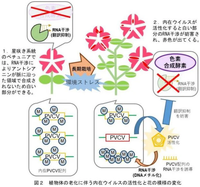 日本経済新聞