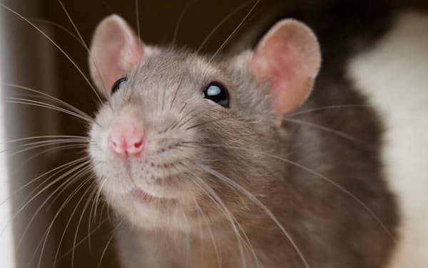 ネズミとヒトの脳には、仲間に危害が及ぶのを避ける行動を調節する前帯状皮質という部位がある（PHOTOGRAPH BY VINCENT J. MUSI, NAT GEO IMAGE COLLECTION）