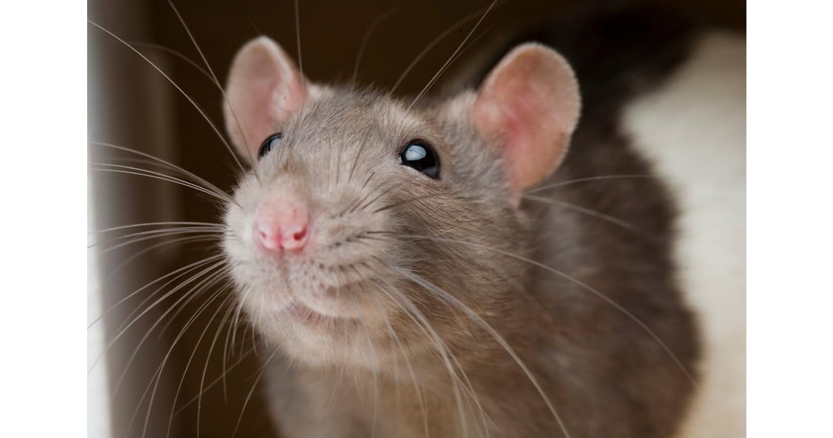 仲間思いのネズミ 傷つけるのを避ける行動が判明 Nikkei Style 仲間思いのネズミ 傷つけるのを避ける行動が判明 Nikkei Style