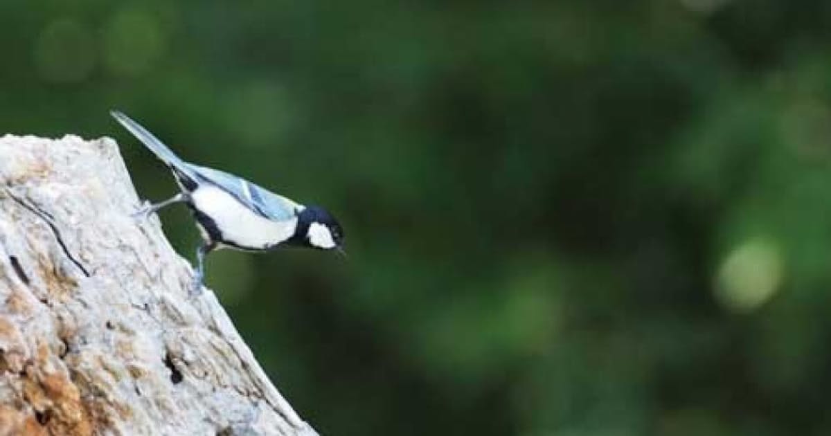 奥深き動物言語の世界 鳥語で 蛇だ 何と言う 日本経済新聞 奥深き動物言語の世界 鳥語で 蛇だ 何と言う 日本経済新聞