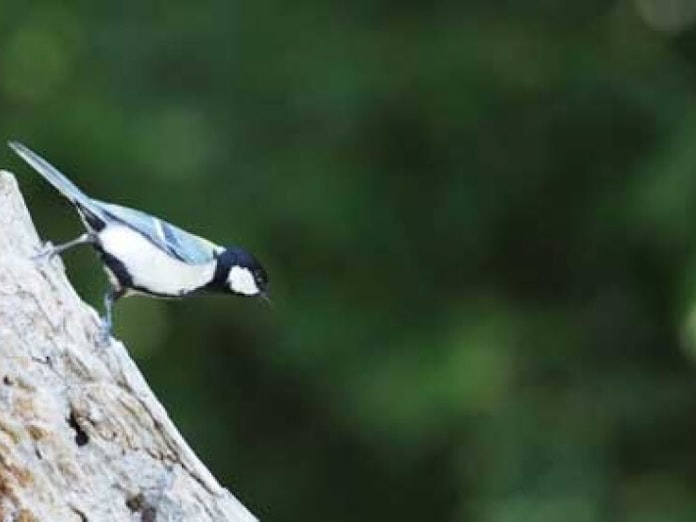 奥深き動物言語の世界 鳥語で 蛇だ 何と言う 日本経済新聞 奥深き動物言語の世界 鳥語で 蛇だ 何と言う 日本経済新聞