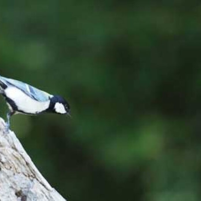 奥深き動物言語の世界 鳥語で 蛇だ 何と言う 日本経済新聞 奥深き動物言語の世界 鳥語で 蛇だ 何と言う 日本経済新聞