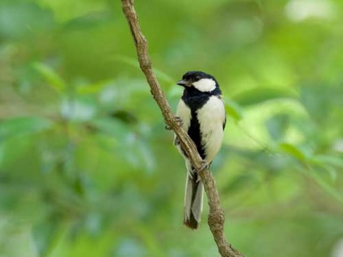 奥深き動物言語の世界 鳥語で 蛇だ 何と言う 日本経済新聞 奥深き動物言語の世界 鳥語で 蛇だ 何と言う 日本経済新聞