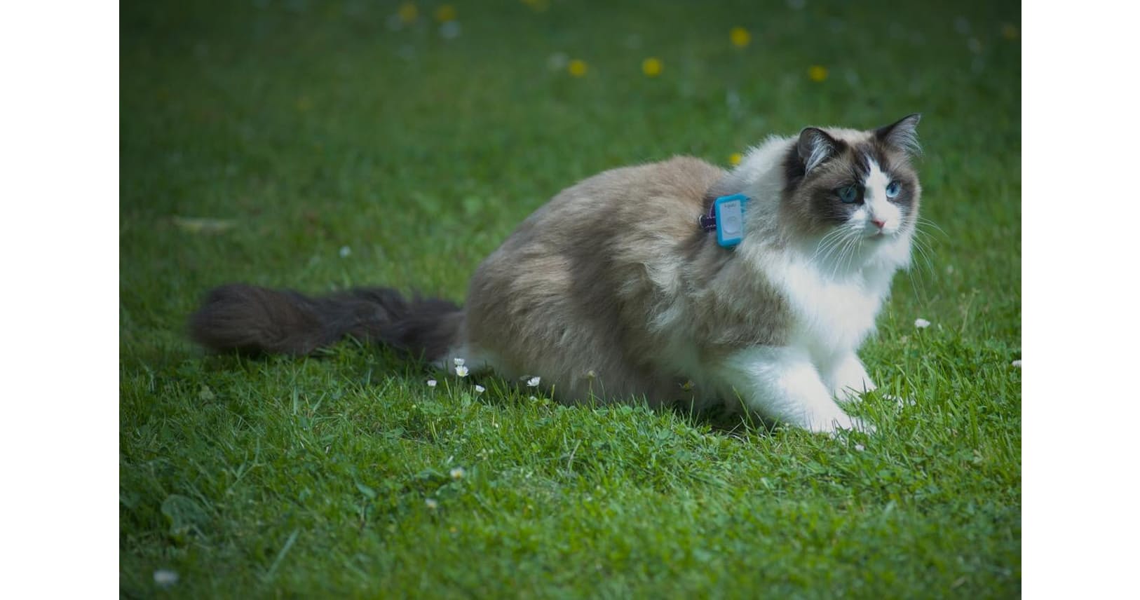 ネコ ついて行っていいですか 追跡調査の結果は Nikkei Style ネコ ついて行っていいですか 追跡調査の結果は Nikkei Style