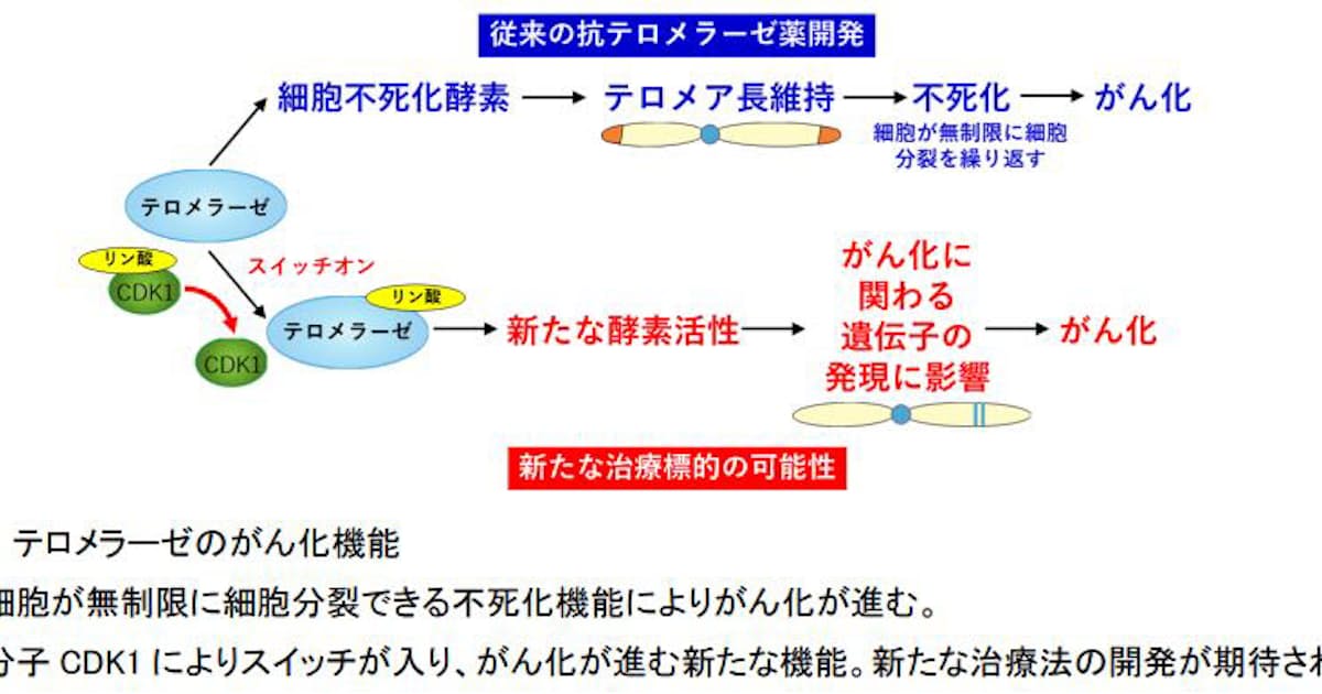 国立がん研究センター 金沢大 東北大など 細胞不死化酵素 テロメラーゼ に新しいがん化機能を発見 日本経済新聞