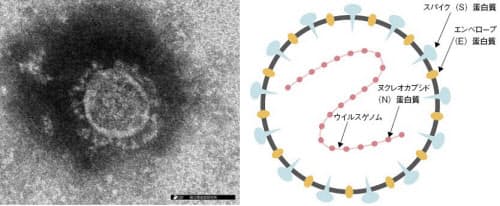 左は新型コロナウイルスの電子顕微鏡像(提供:国立感染症研究所)、右は模式図。ウイルス表面の突起状のS蛋白質が特徴的だ