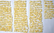 1粒ずつ数えてみると、成熟した粒が636粒、未成熟が4粒あった