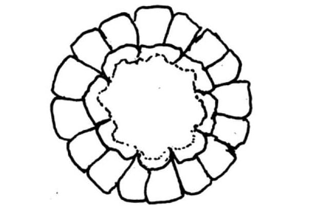 1つの軸に2つの花 粒はもともと雌花 トウモロコシの粒の数は必ず偶数 数えてみた Nikkei Style 1つの軸に2つの花 粒はもともと雌花 トウモロコシの粒の数は必ず偶数 数えてみた Nikkei Style