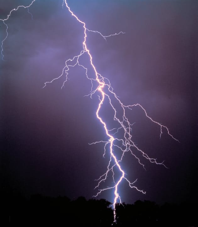 ヒマワリ 稲妻 自然界を司る神秘的な 数式 Nikkei Style ヒマワリ 稲妻 自然界を司る神秘的な 数式 Nikkei Style