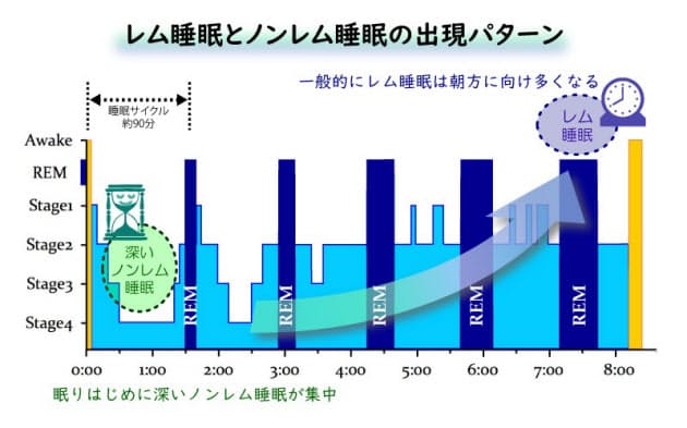 日曜朝に二度寝 まどろんだとき夢を見るのはナゼ Nikkei Style