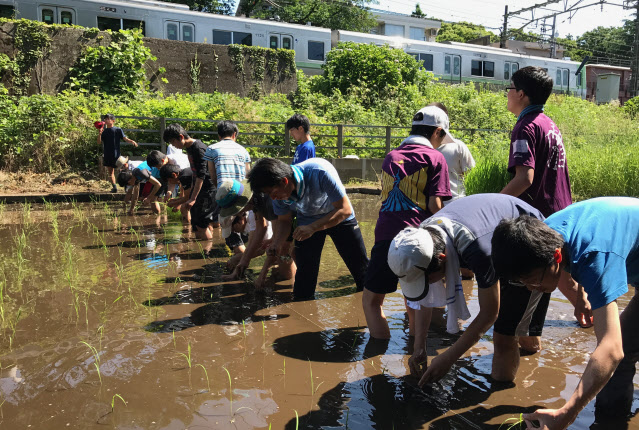 京王井の頭線の車窓から、筑駒生が田植えをするケルネル田んぼが見える