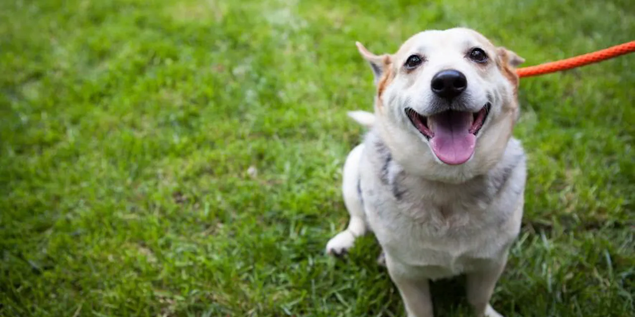 犬と馬の間にもある 遊びの共通言語 素早く顔まね Nikkei Style 犬と馬の間にもある 遊びの共通言語 素早く顔まね Nikkei Style