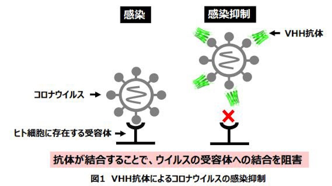 北里 大学 花王 大学 花王 北里