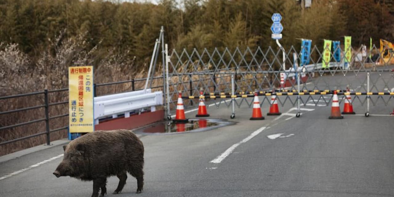 人間に遭わない 福島立入禁止区域で増える動物たち Nikkei Style 人間に遭わない 福島立入禁止区域で増える動物たち Nikkei Style