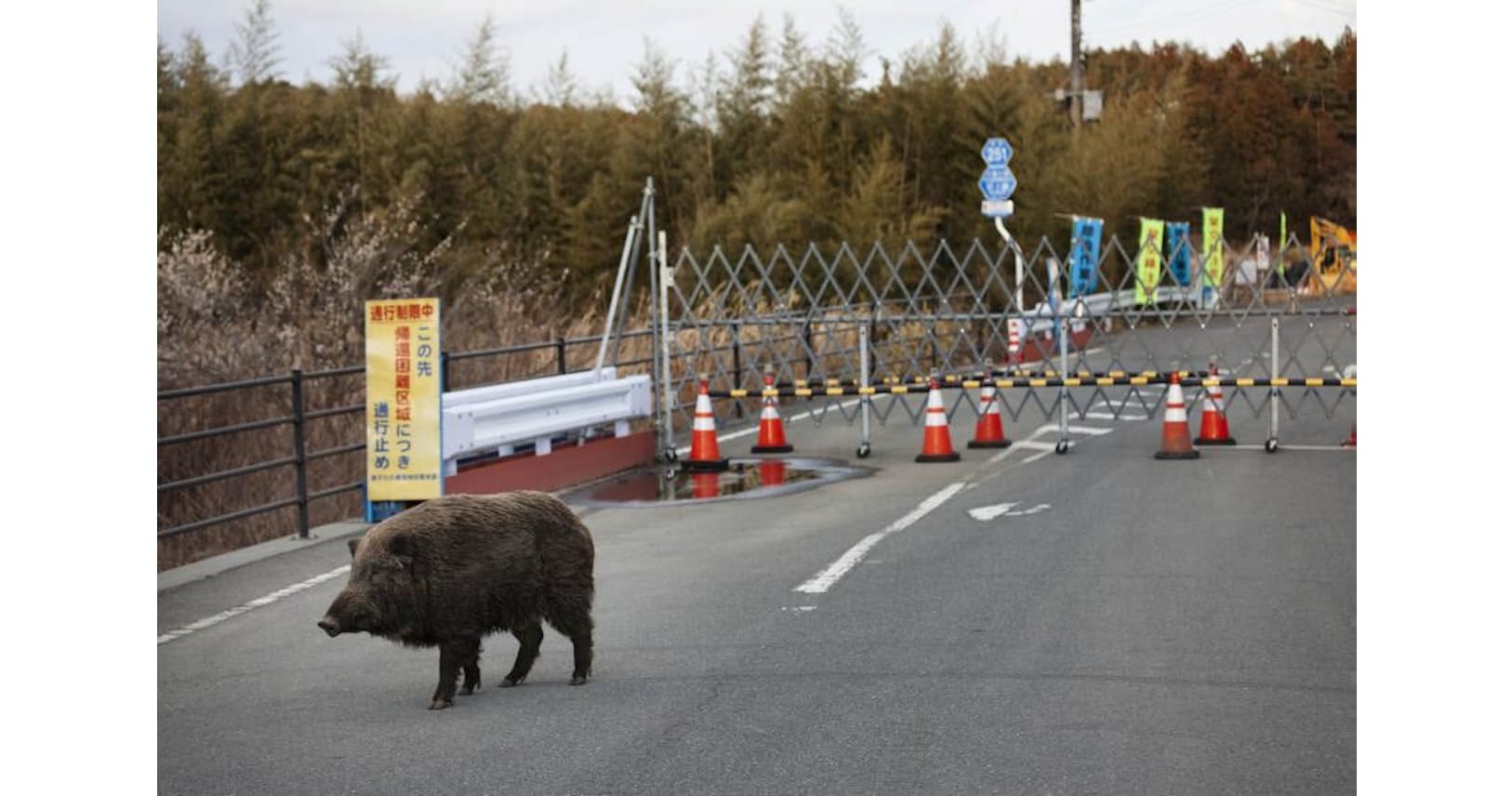 人間に遭わない 福島立入禁止区域で増える動物たち Nikkei Style 人間に遭わない 福島立入禁止区域で増える動物たち Nikkei Style