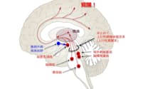 赤で示した「上行性網様体賦活系（上行性覚醒系）」は複数の覚醒系神経核からの神経投射の集合体であり、その多くは視床を経由する。青で示した「腹側外側視索前野」は睡眠系神経核である（画像提供　三島和夫）