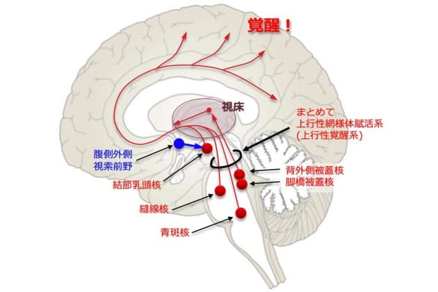 軽度の時は眠気から コロナでも報告例 感染症と脳炎 Nikkei Style