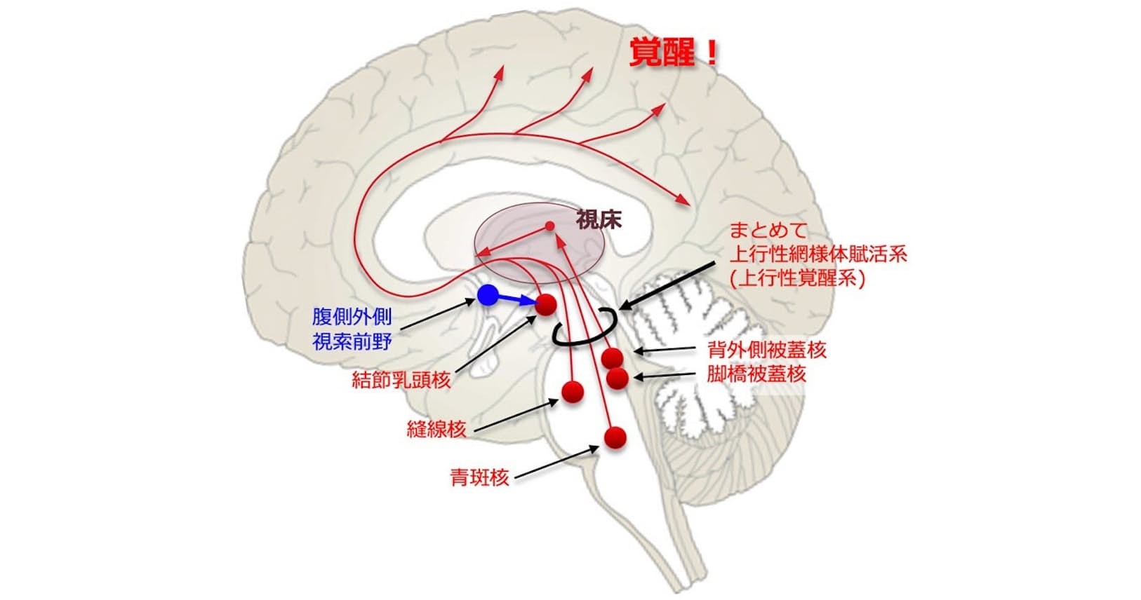 軽度の時は眠気から コロナでも報告例 感染症と脳炎 ナショジオ Nikkei Style