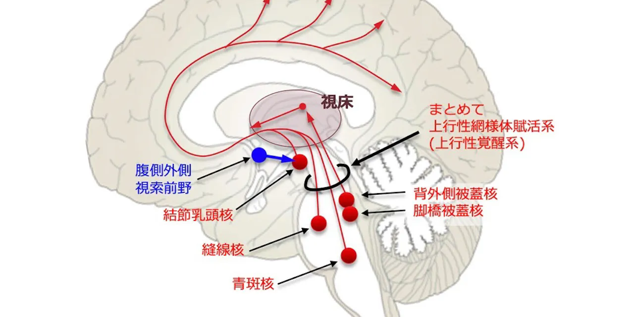 生理と眠気 絶好調の 卵胞期 は約1週間しかない 日経xwoman