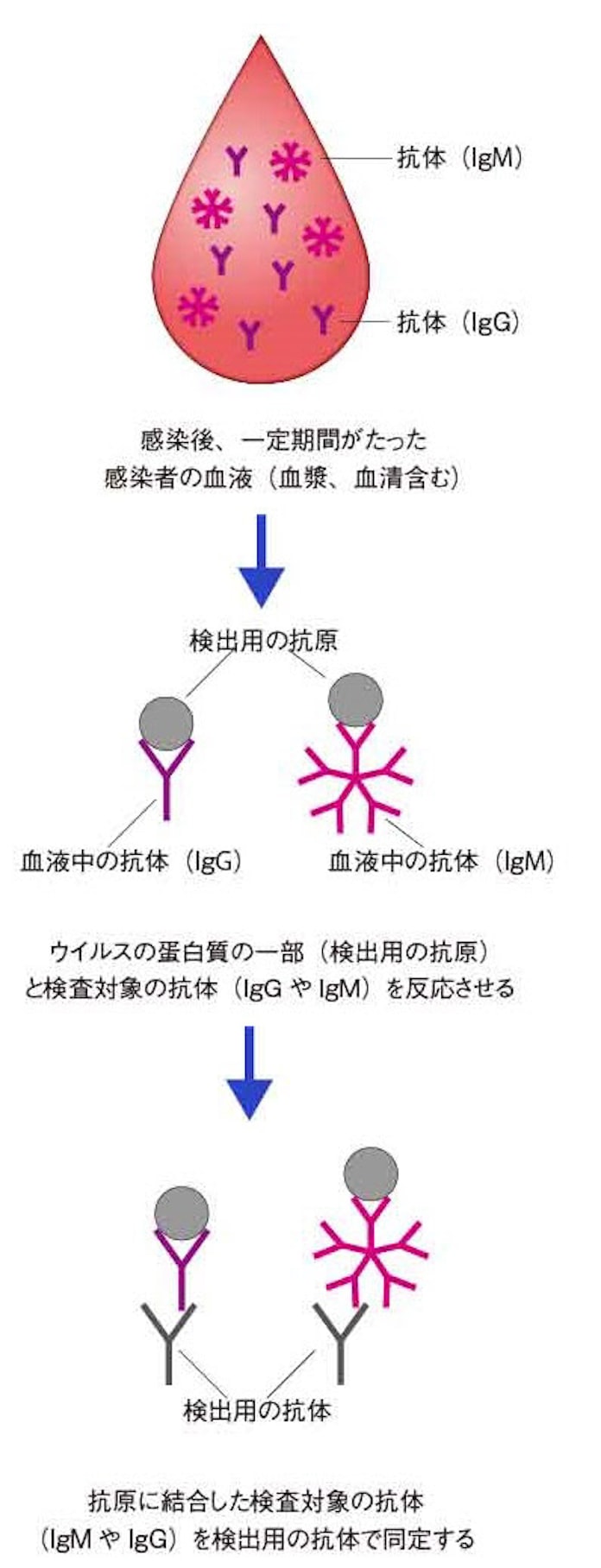 新型コロナ 新型コロナの抗体検査は玉石混交 求められる性能評価 日本経済新聞