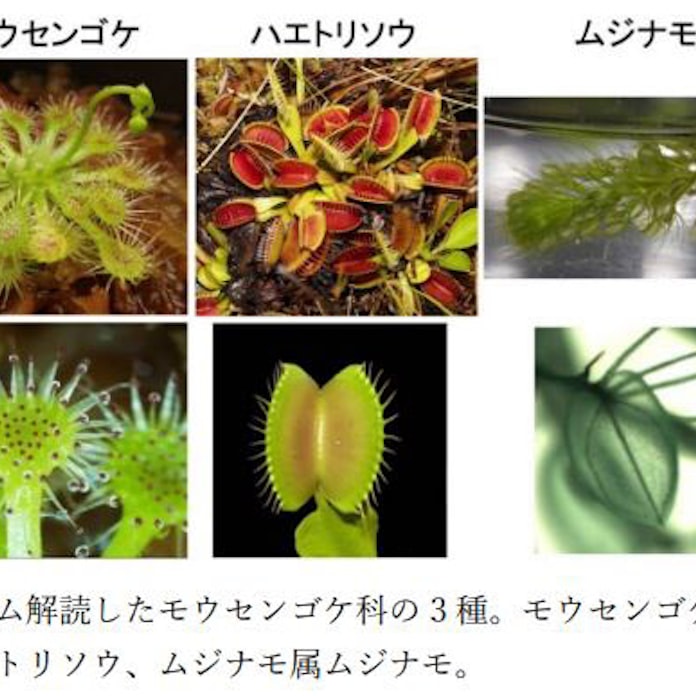 基礎生物学研究所 総合研究大学院大など ゲノム重複が食虫植物の進化を牽引した可能性が高いことを発見 日本経済新聞 基礎生物学研究所 総合研究大学院大など ゲノム重複が食虫植物の進化を牽引した可能性が高いことを発見 日本経済新聞