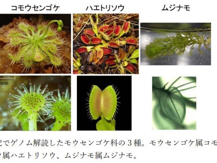 基礎生物学研究所 総合研究大学院大など ゲノム重複が食虫植物の進化を牽引した可能性が高いことを発見 日本経済新聞 基礎生物学研究所 総合研究大学院大など ゲノム重複が食虫植物の進化を牽引した可能性が高いことを発見 日本経済新聞
