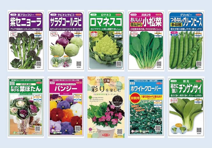 サカタのタネ 絵袋種子 実咲 シリーズから茎ブロッコリー 紫セニョーラ などを発売 日本経済新聞