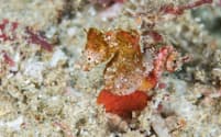 新種のピグミーシーホース「Hippocampus nalu」。大きさは2センチほど、周囲の藻類と砂に溶け込んでいるところを発見された（PHOTOGRAPH BY RICHARD SMITH）