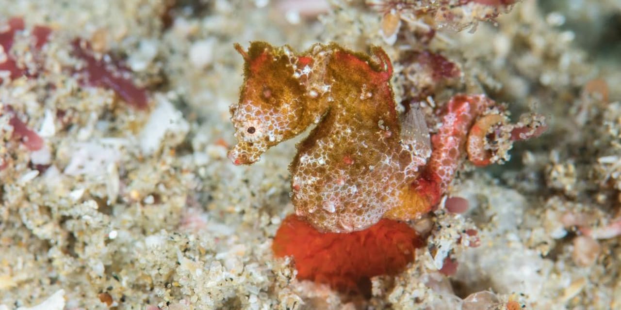 北欧にカンガルー並の驚き 新種タツノオトシゴ発見 Nikkei Style 北欧にカンガルー並の驚き 新種タツノオトシゴ発見 Nikkei Style