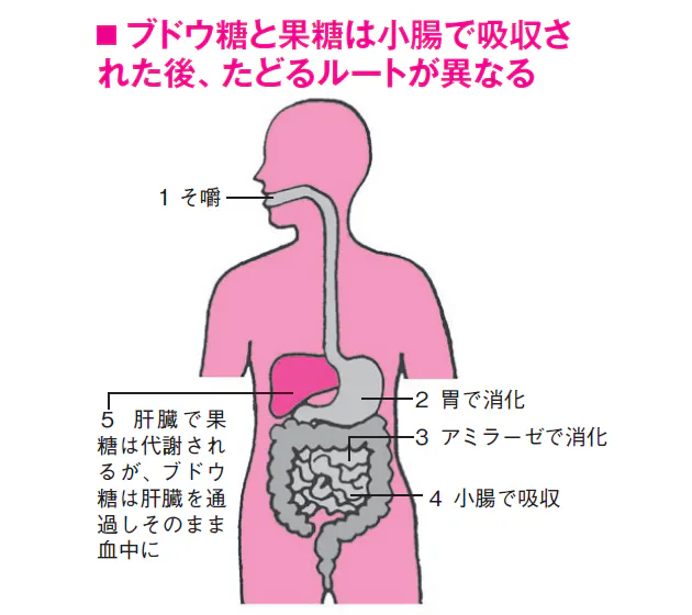 実は危険 肥満を招く 果糖 ジュースに気をつけて Nikkei Style 実は危険 肥満を招く 果糖 ジュースに気をつけて Nikkei Style