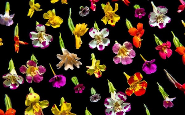 ミゾホオズキの多種多様な花。見た目や色は違っても、同じアルゴリズムで生み出されている（PHOTOGRAPH BY ANDRIA LO, NATIONAL GEOGRAPHIC）