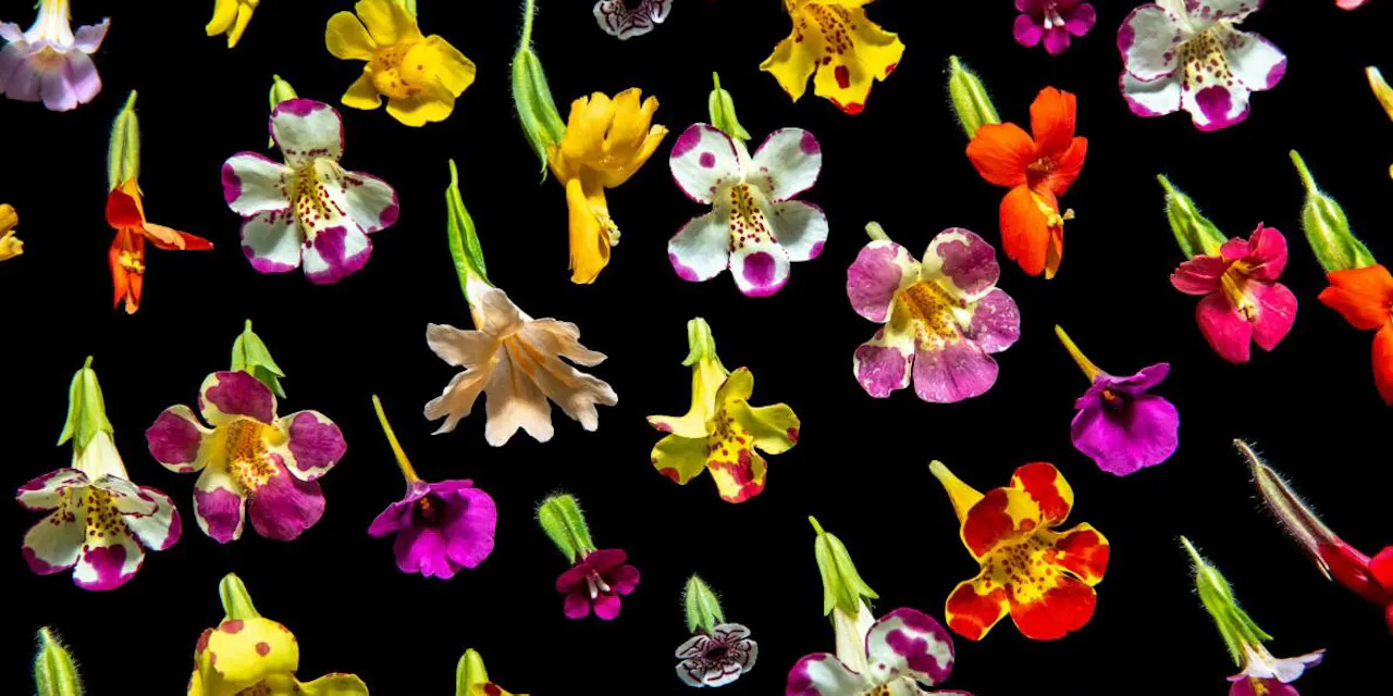 花びらの模様の謎 解明あと押し 天才数学者の着想 Nikkei Style 花びらの模様の謎 解明あと押し 天才数学者の着想 Nikkei Style