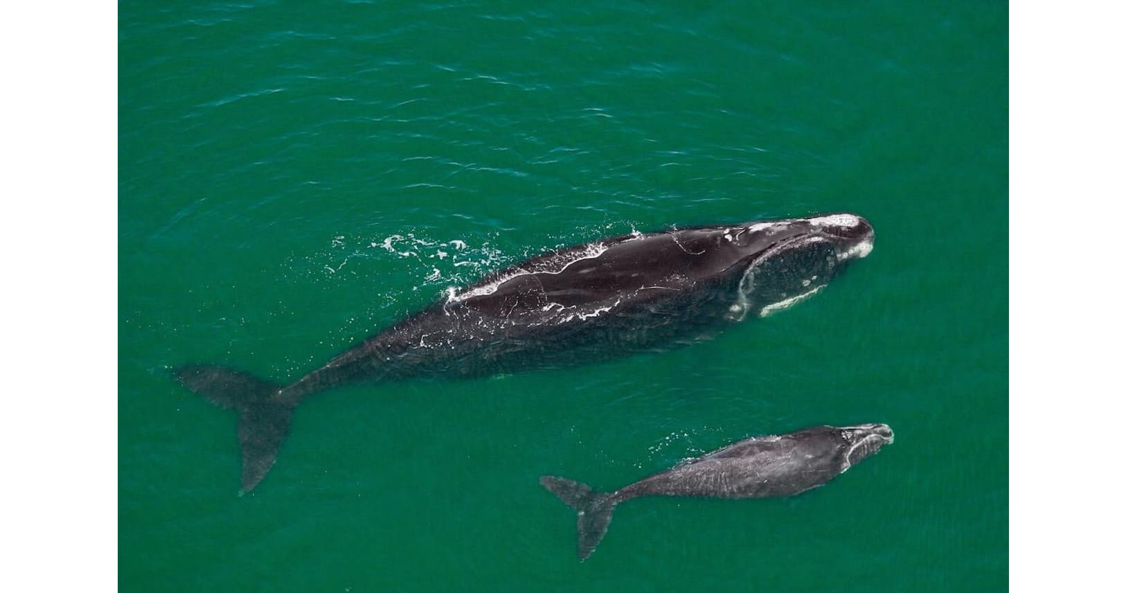 なぜ激ヤセ 北大西洋のセミクジラ 科学者は絶滅懸念 Nikkei Style なぜ激ヤセ 北大西洋のセミクジラ 科学者は絶滅懸念 Nikkei Style